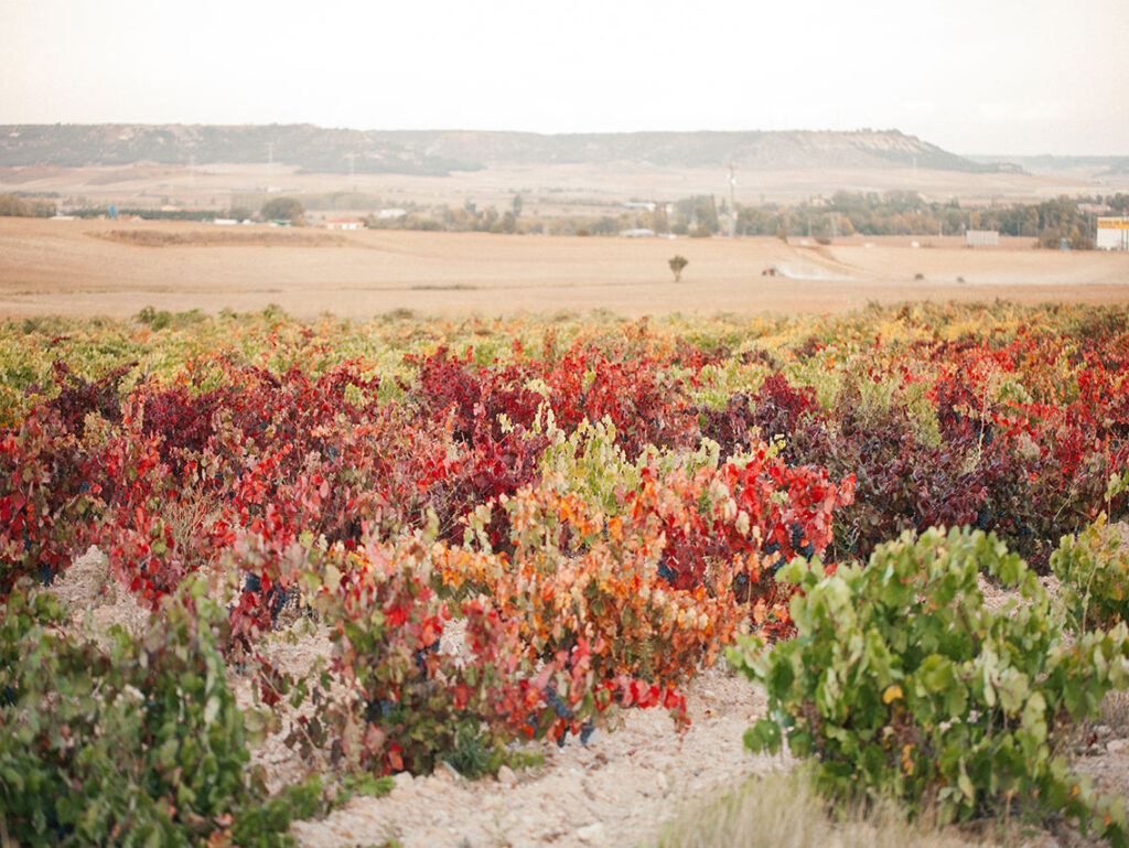 bodega-remigio-salas_21348561654_o