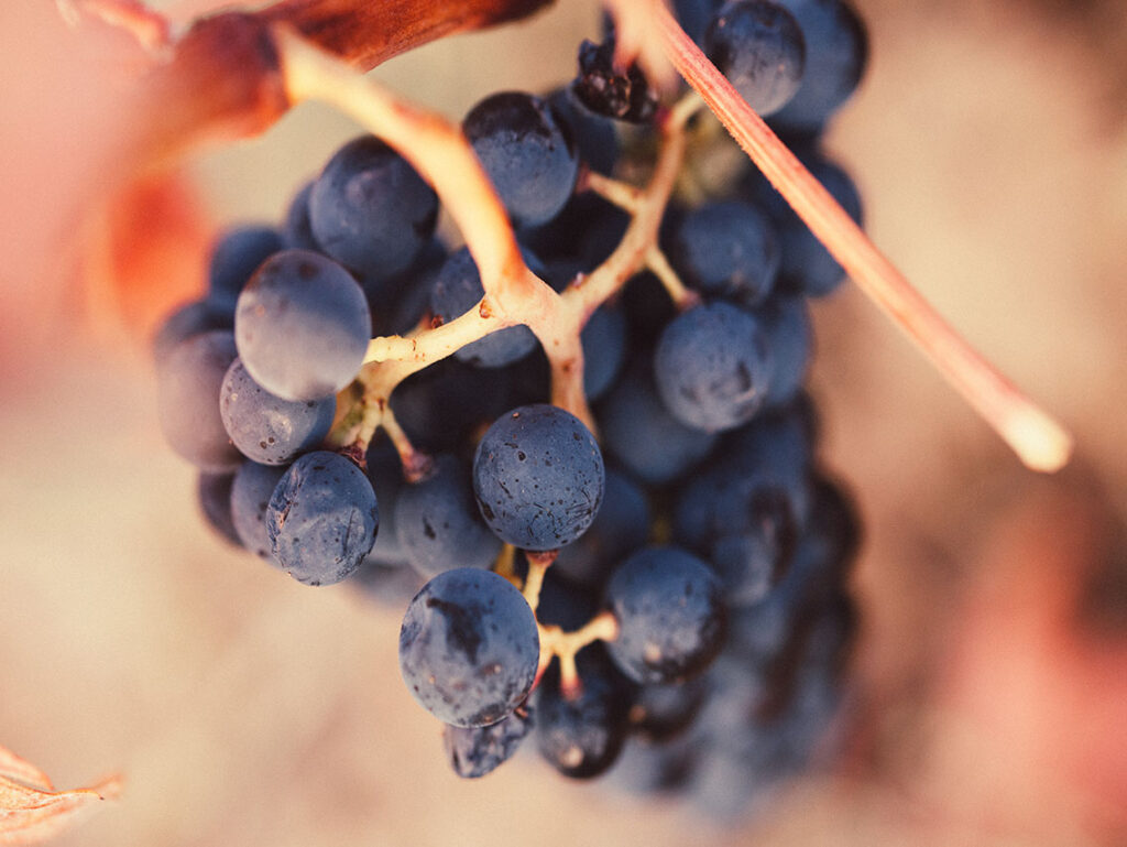 bodega-remigio-salas_21350179503_o
