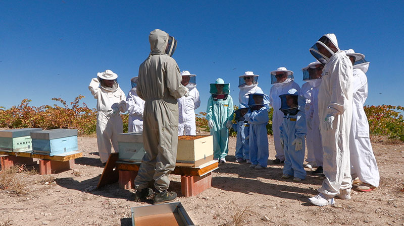 Bono Regalo Un paseo entre viñas y abejas