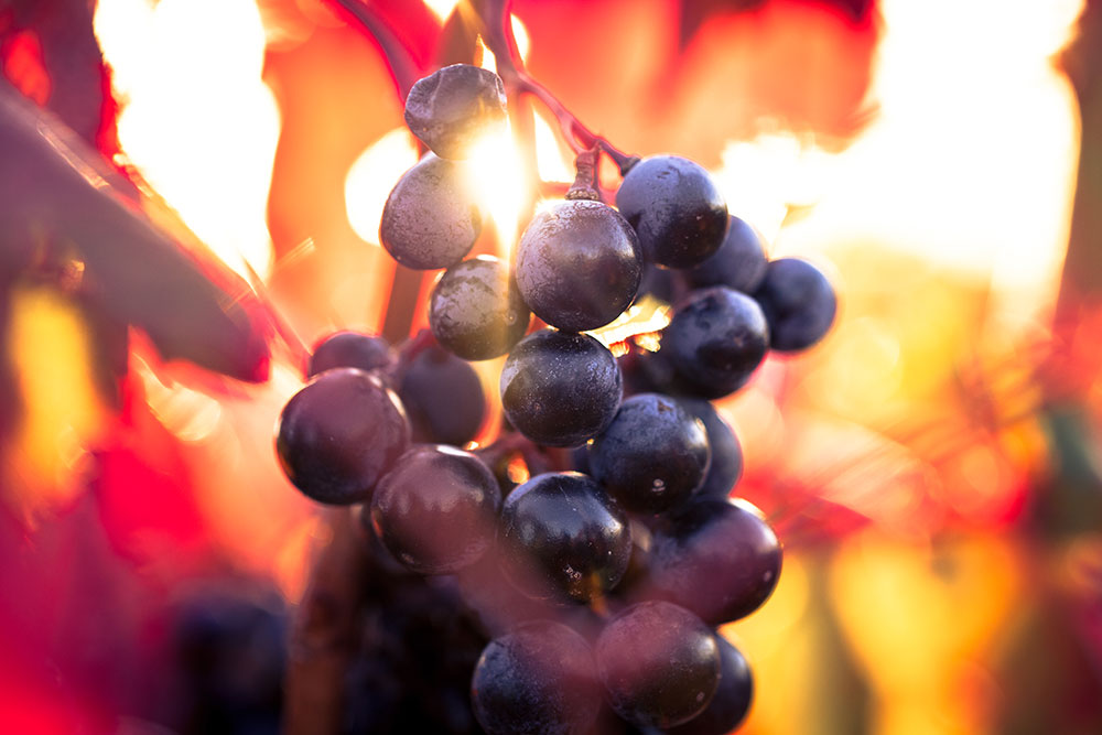 lasluceras-visitas-bodega3.jpg
