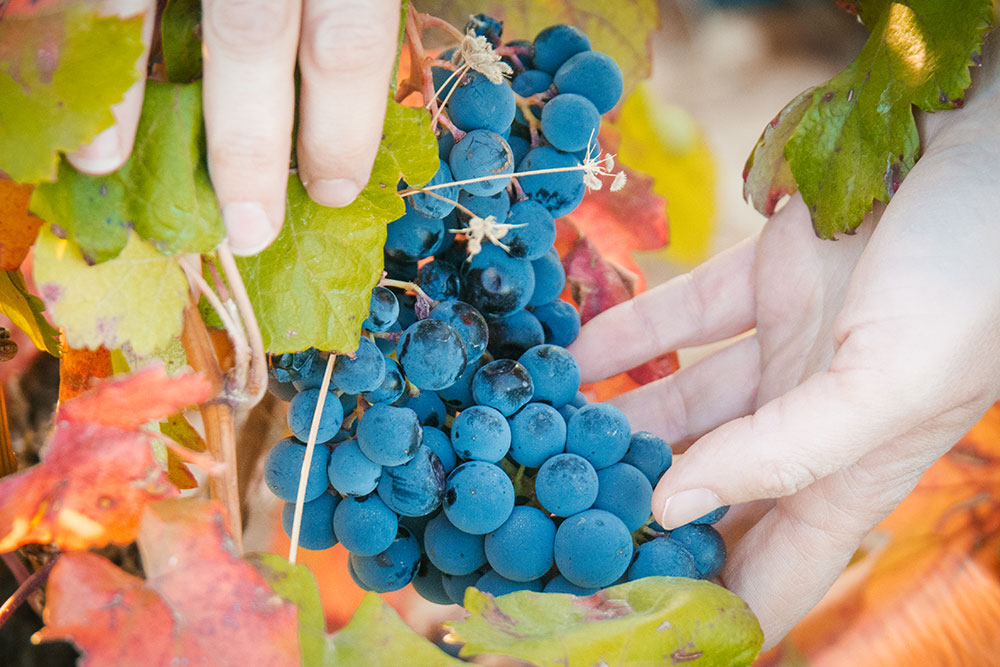 lasluceras-visitas-bodega6.jpg