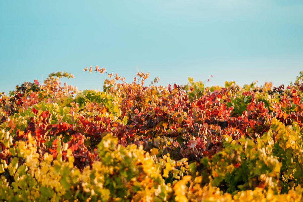 lasluceras-visitas-bodega8.jpg